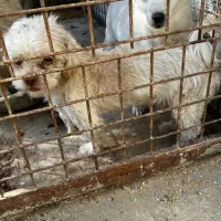 سگ پاکوتاه نر|سگ|هشتگرد, تهران دشت|دیوار