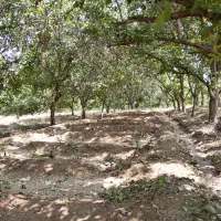 باغ-سامان-همراه-با-مجوز-ساخت-و-سند-تکبرگ