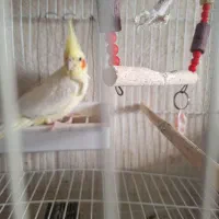 عروس هلندی مولد|پرنده|تبریز, |دیوار