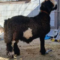 بره تخمی رگ دار