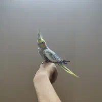 عروس هلندی|پرنده|مشهد, هفت تیر (آب و برق)|دیوار