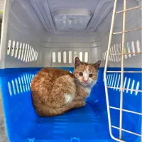 بچه گربه ی نارنجی