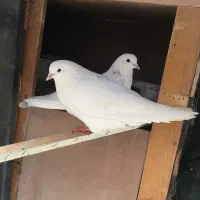 یه جفت نروماده سفید با با تخم