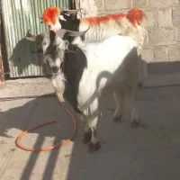 تیشتر نر گله دار دوقلو نژاد دار