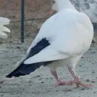 دمبی کرمونی