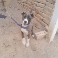 کوچوک ماده|سگ|تربت جام, شیخ احمد جامی|دیوار