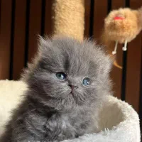 گربه بلو چشم پرتقالی اصیل|گربه|چالوس, |دیوار