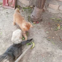 بچه گربه نازه چهارتا هستن