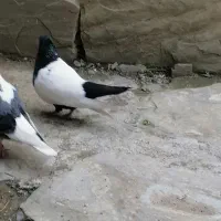 نرسرتا زوردار