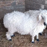 بره نر