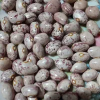 لوبیا چیتی|خوردنی و آشامیدنی|تهران, والفجر (افسریه)|دیوار