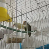 جفت کوتوله بالغ