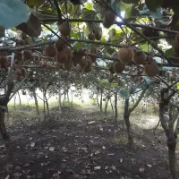 کیوی ریز فروشی