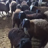 بره|حیوانات مزرعه|بوئین زهرا, |دیوار