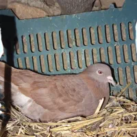 کبوتر|پرنده|منجوان, |دیوار