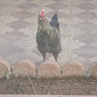 خروس طوسی چهل تاج ریشی