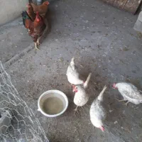 ۱عددخروس و ۶عددمرغ تخم گذار سالم هستتند