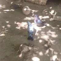 کبوتر روزگاری