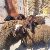 ۵ راس بره شیشک آبستن