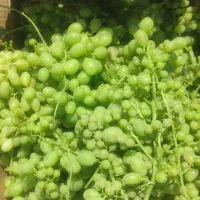 آبغوره عمده