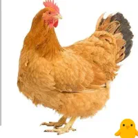 مرغ لری تخم گزار