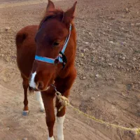 کره‌اسب‌نر‌|اسب و تجهیزات اسب‌سواری|بجنورد, |دیوار