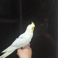 ۳ عدد عروس هلندی تازه دون خور|پرنده|کرمان, |دیوار