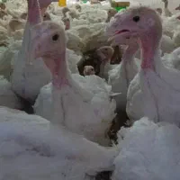 فروش جوجه ۶۰ روزه بوقلمون ۶گوشتی جوجه برهما اردک