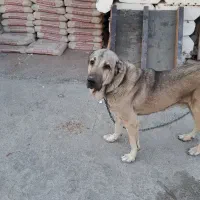 سگ عراقی نر ۲ساله|سگ|شبستر, |دیوار