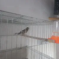 سهره|پرنده|تبریز, |دیوار