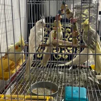 عروس هلندی بالغ مولد