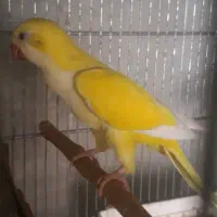 جوجه راهب سرلاکی و دونخور و گیرینچیک و برزیلی