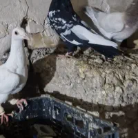 کفتر یا کبوتر سینه سیاه قیمت مناسب|پرنده|قزوین, |دیوار