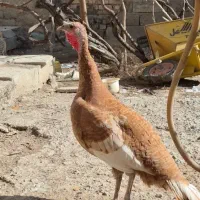 بوقلمون|حیوانات مزرعه|کرج, کلاک پایین|دیوار