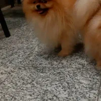 پامرانین نر وارداتی خرسی