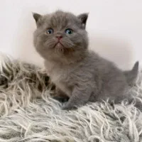 مجموعه گربه های اشرافی خاص ( پرشین بریتیش اسکاتیش)|گربه|رشت, گلسار|دیوار