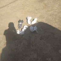 کبوتر آماده تخم گذاری|پرنده|لردگان, |دیوار