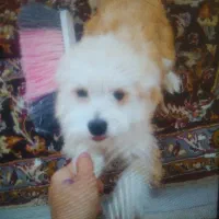 سگ بازیگوش ماده بسارباهوش و تربیت شده