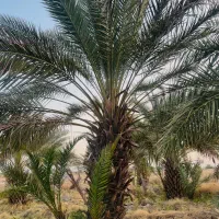 زمین کشاورزی(نخل پیارم)