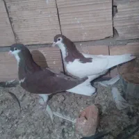 کفتر|پرنده|اسفراین, |دیوار