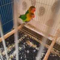 طوطی برزیلی جفت|پرنده|کرج, رجبآباد|دیوار