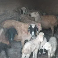 میش زاییده بره‌دار دونه ۱۲ و ۶۰۰ بردسیر|حیوانات مزرعه|کرمان, |دیوار