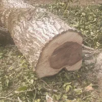 خرید فروش چوب