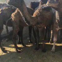 بچه شتر (حاشی)|حیوانات مزرعه|شاهرود, |دیوار