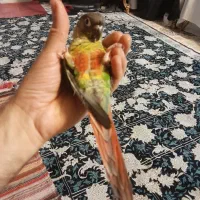 گرینچیک های فوق دستی ۶ ماهه و سرلاکی