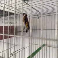 سهره نر ۳ماه قفس