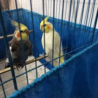 واگذاری عروس هلندی