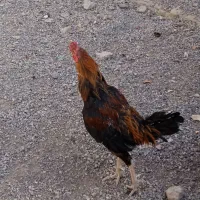 خروس لاری