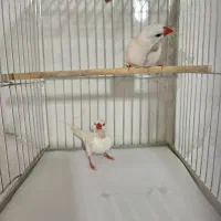 فنچ کراواتی|پرنده|شیراز, تل حسین‌آباد|دیوار