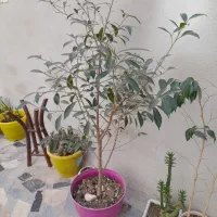 بن سای|گل و گیاه طبیعی|اردبیل, |دیوار